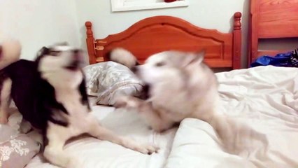 deux chiens se disputent et... boudent