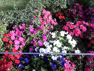 Lotus temple New Delhi