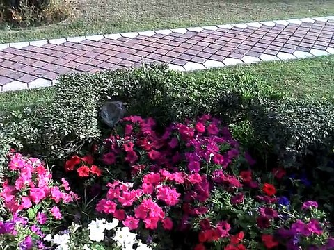 Baha'i Lotus Temple in India