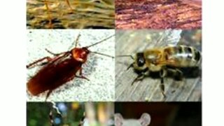 Pest Control | Termite Control | Rodent Control | Indian Pest Control  | Mosquito Control