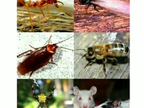 Pest Control | Termite Control | Rodent Control | Indian Pest Control | Mosquito Control