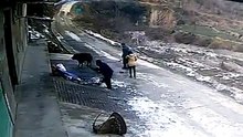 خنزير بري يقتل رجل و زوجته