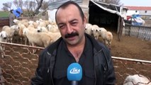 Yerli Çoban Sıkıntısı Afganlılara İstihdam Sağladı