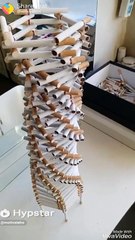 Amazing world biggest record || New record in 2018