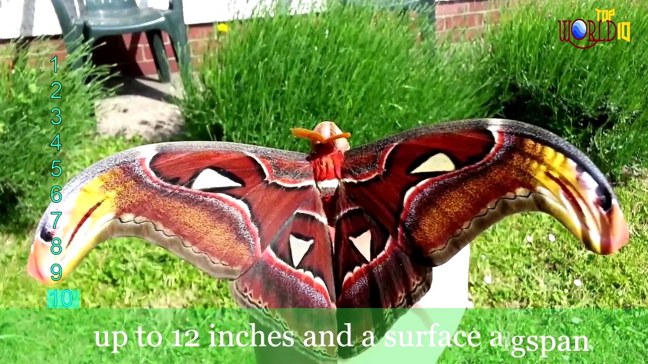 Top_10__Beautiful_Insects_In_the_World___Video___Top_10