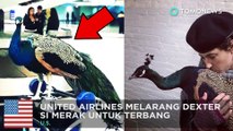 Merak dilarang terbang - TomoNews