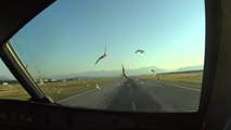 Un A320 percute des oiseaux à l'atterrissage