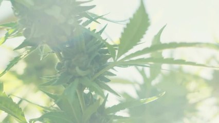 Illegal California Weed Might Not Be As Clean As You Think