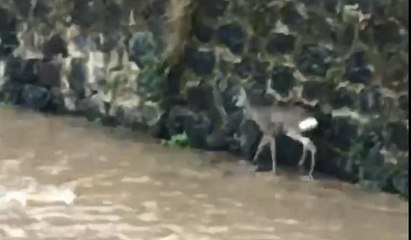 Derede mahsur kalan karacayı kurtarıp sırtında taşıdı