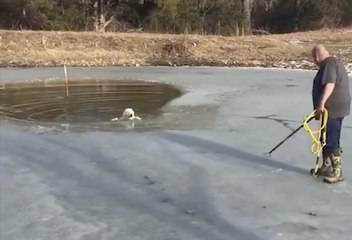 Un pasteur risque sa vie pour sauver un chien tombé dans un lac gelé
