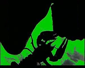 Les ennemis de l'écrevisse à pattes blanches