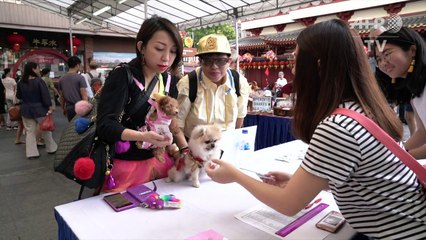 سكان سنغافورة يحتفلون بعام الكلب في تشايناتاون مع كلابهم