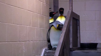 Des manchots Stormtroopers de Star Wars