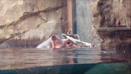This is the first time Fiona's vocalizations have been recorded