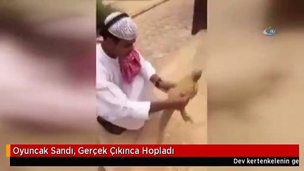Oyuncak Sandı, Gerçek Çıkınca Hopladı