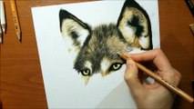 Drawing of a Wolf in the Forest