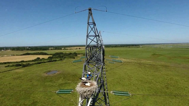 Cigognes - baguage assisté par drone