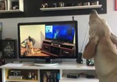 Howlception: Dog Howls While Watching Video of Dog Howling at Animated Dog