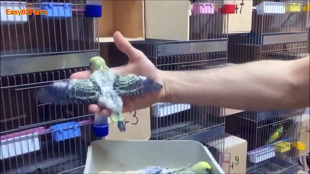 Perfect Breeding Room Of budgie parrot