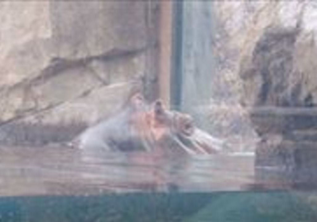 Fiona the Hippo Makes First Sounds By Grunting At Her Fan Club