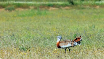 SEO BirdLife crea un videocatálogo de aves gratuito