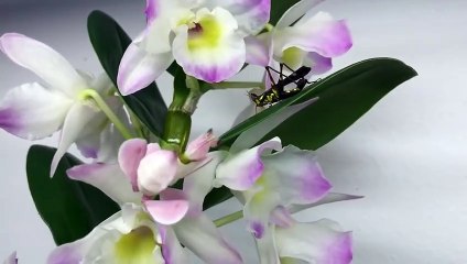 Une orchidée capture un criquet pour le dévorer...