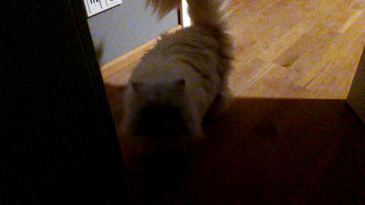 Cat welcomes at the front door with a sweet meow