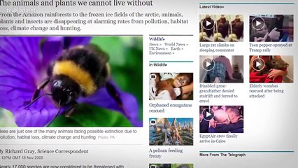 КОТЫ vs СОБАКИ