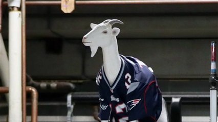 Is Tom Brady the greatest player in team sports history?