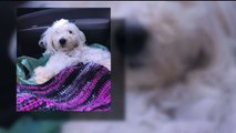 Missing Puppy Killed After Someone Tied Up His Legs, Threw Him onto Freeway