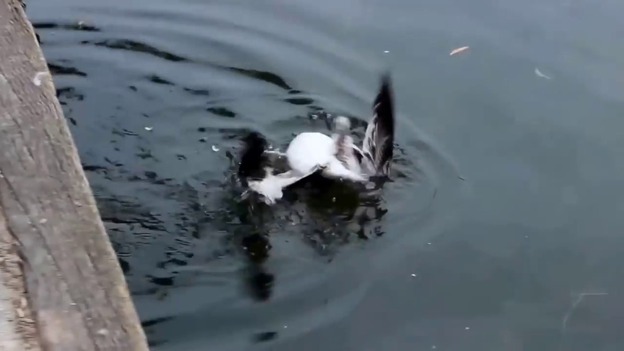 Ce furet a trouvé son diner : une mouette!