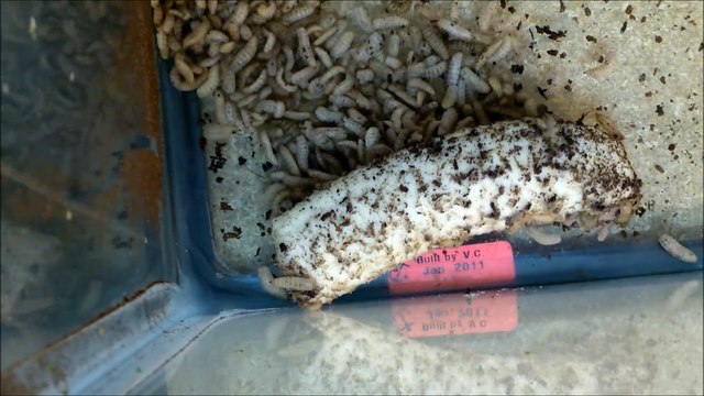 Banane VS asticots... Ils avaient faim!