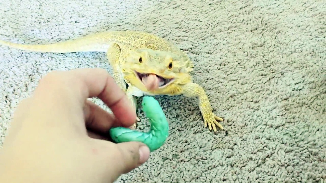 Il est l'heure de manger pour ce dragon barbu... Adorable