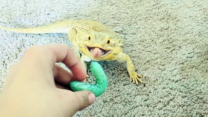 Il est l'heure de manger pour ce dragon barbu... Adorable