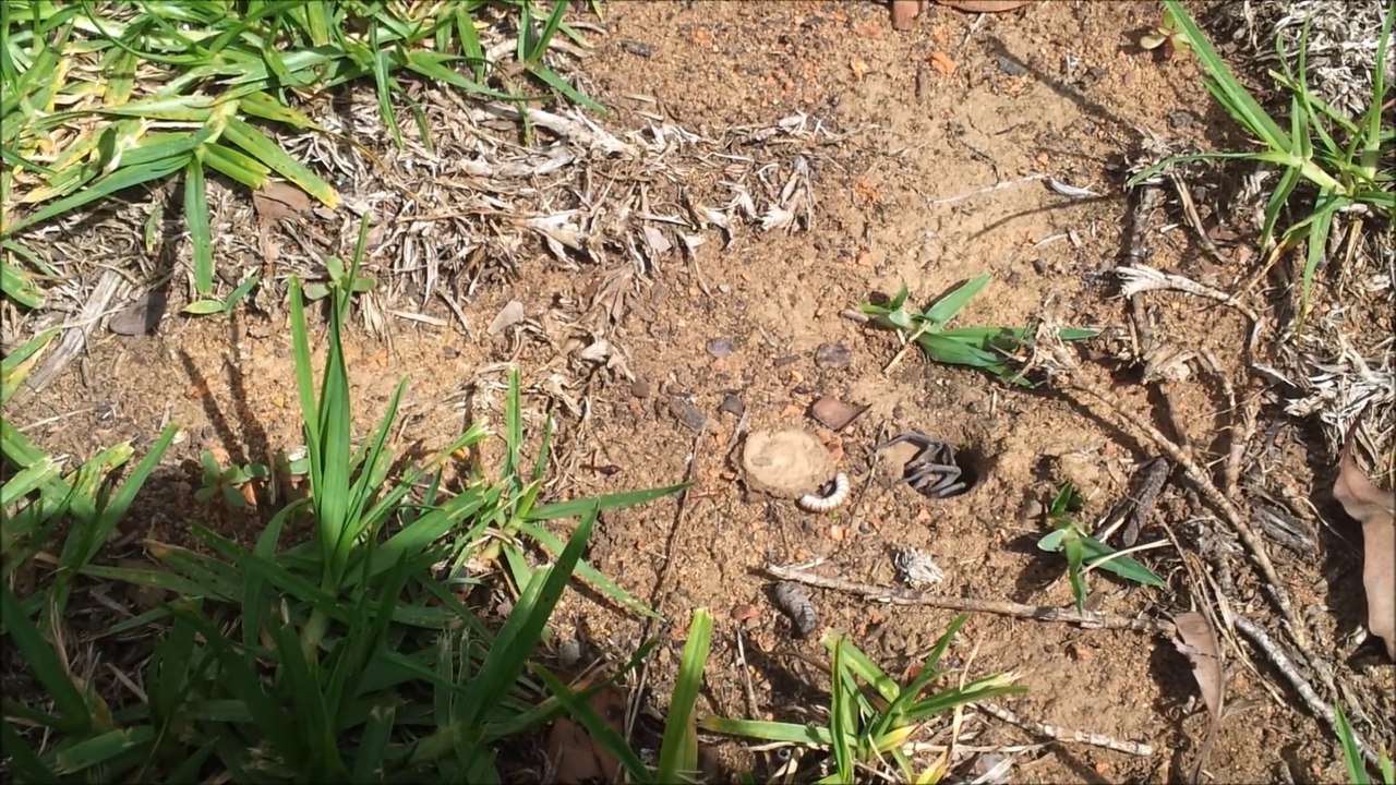 Cette araignée referme la trappe de son nid... Araignée trapdoor incroyable