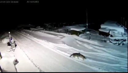 Des loups s'en prennent à un chien sur une route de russie