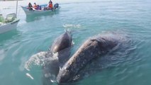 Turistas viven espectáculo de ballenas grises en noroeste de México