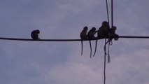 Bilit Adventure Lodge Part 1 (Accommodation and Afternoon Cruise).