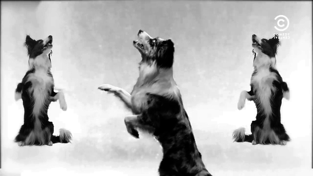 Cultura Canina - Beyoncé