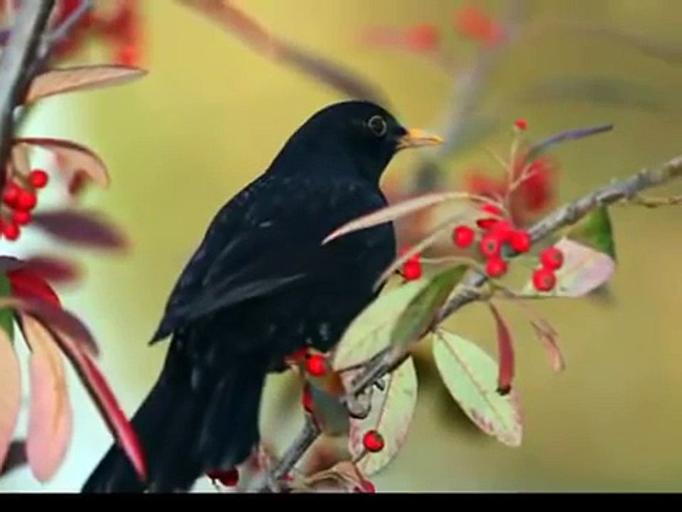 canto del mirlo (en libertad) - Blackbird singing (released)