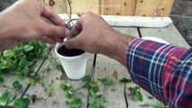 How to Grow Mint From Cuttings | New Experiments | Mint Plant | Start to End (Urdu/hindi