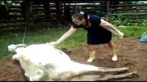 Nunca despiertes a una vaca  ninja