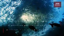 Documentário traz imagens do oceano como você nunca viu