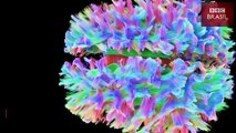 A explosão de cores nas inéditas imagens mais detalhadas do cérebro até hoje