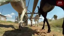 Caçadores promovem matança de burros na África para uso em medicina tradicional chinesa