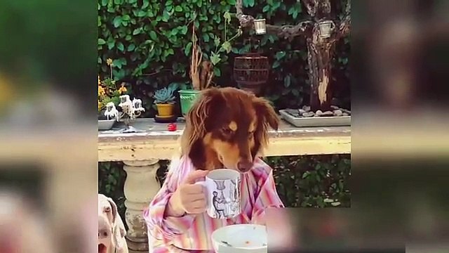 Caídas y Videos Graciosos Súper Caídas Bromas Golpes Sustos Videos de risa - part 100