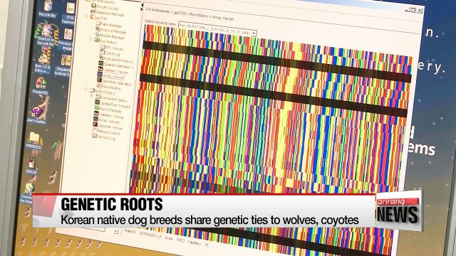 Korean native dog breeds share genetic ties to wolves, coyotes