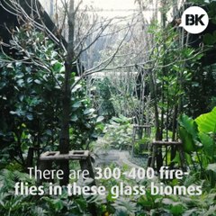 Watch Fireflies in the Heart of Bangkok