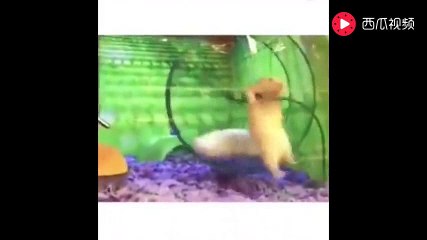 These pets all come to be funny, that chimp threw shit is serious?