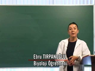 ygs lys biyoloji-BosaLtim Sistemi
